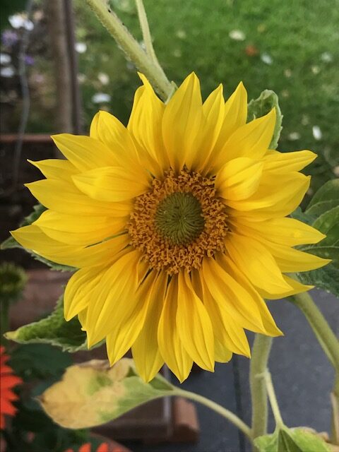 Auf in den SOMMER!